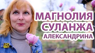 Магнолии ч1 Цветение сорта Суланжа Александрина [upl. by Garda]