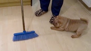 Shar Pei Puppies Fight The Broom of Doom [upl. by Annaigroeg]