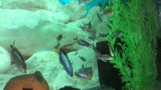 Cyprichromis Leptosoma Jumbo Speckle Back Moba F1 amp F2 [upl. by Ocirne]