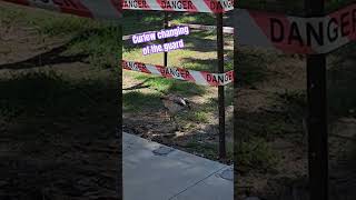 Curlews looking after their egg 🥚 nature curlew bird hatching [upl. by Inot952]