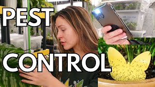 10 EASY Ways to Prevent Pests on Houseplants  Solutions for Plant Pests houseplant pests thrips [upl. by Neened]