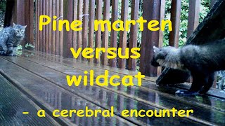 Pine marten versus wildcat [upl. by Attoynek548]