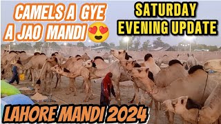 Khubsurat Camels A Gye Lahore Mandi Mai  Camel2024Qurbani 2024 Camel Mandi 2024 Lahore mandi 2024 [upl. by Stan]