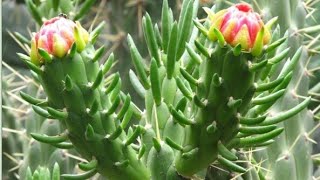 Opuntia subulata cactus cutting propagation [upl. by Lathe]