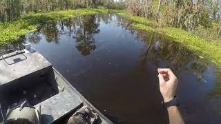 Go Devil Longtail finds clear water in the Atchafalaya Basin [upl. by Aicitan]