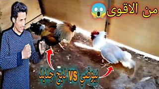 صارت عركه بين بيوضي والديج الجديدوشوفو وين لكيت الدجاج يبيض😱 [upl. by Chyou]