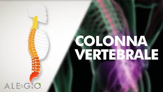 La colonna vertebrale e gli organi del corpo come le vertebre influenzano il nostro benessere [upl. by Friedrick560]