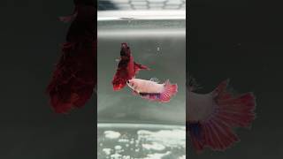 Betta Fish fight  female and male fish fight  Betta fight [upl. by Baggett]