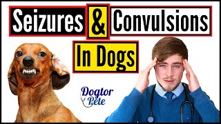 Seizures and Convulsions in Dogs 2020  Vet Explains  Dogtor Pete [upl. by Gunther]