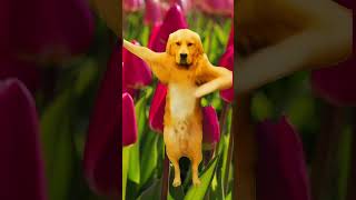 Tiptoe Tulips 🌷 TikTok Dance Dog [upl. by Azer]