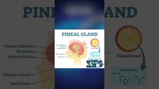 PINEAL GLAND [upl. by Amla]