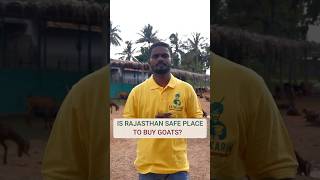 Is Rajasthan a safe place to buy Goats ராஜஸ்தான் பாதுகாப்பான இடமா 🍃🐐 Aatukaran rajasthangoats [upl. by Raeann]