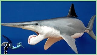 What If The Helicoprion Didnt Go Extinct [upl. by Mora]