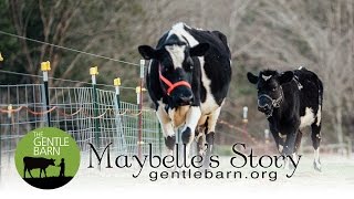 Maybelles Story [upl. by Costello829]