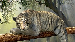 The Animals Wild Relaxing 4K video Forest [upl. by Leafar]