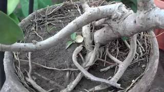 How to Grow Arboricola Trinette Plant  Bonsai of Arboricola Trinette  Part1 Urduhindi [upl. by Nissa]