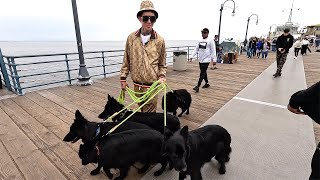 Santa Monica California Tour Meeting Dog Daddy 4K 60fps [upl. by Brunell]