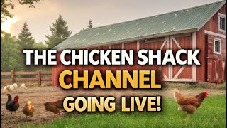 Happy Saturday 1121 Its livestream Time The Chicken Shack 🎥  Feathered Fun amp Fowl Facts 🐣 [upl. by Balbinder955]