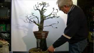 Bonsai Fagus sylvatica macotteren air layer 1 [upl. by Liss]