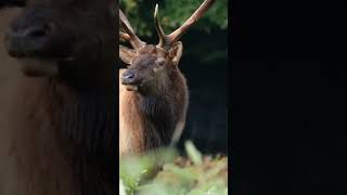 Elks The Majestic Mating Call  Nature Sounds Shorts [upl. by Jefferey]