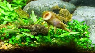 LDA08 ancistrus claro goldmarble pleco [upl. by Colp]