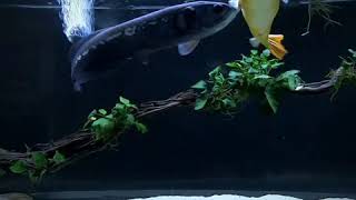 BD stingray MBU Puffer fish Afrikan Arowana Bichir amp Flagtail [upl. by Arhas187]