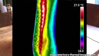 Tendon and Ligament Injuries in Horses Identified Using Equine Thermography [upl. by Idak221]