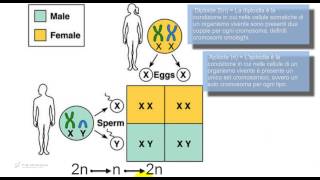 Test Medicina  Ereditarietà eterosomica [upl. by Vivle526]