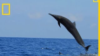 Le dauphin du CostaRica est un acrobate [upl. by Alrrats]