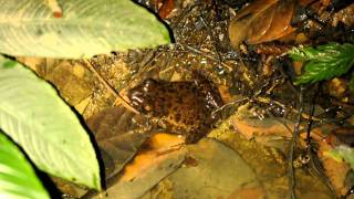 Pulchrana glandulosa Glandular Frog calling [upl. by Lempres200]