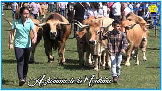 Vacas y toros de raza Asturiana de la Montaña [upl. by Atiuqer937]