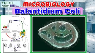 Life Cycle of Balantidium Coli [upl. by Aryc]