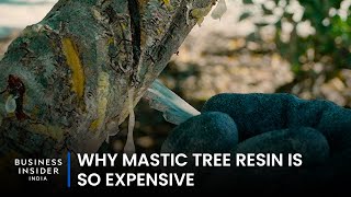 Why Mastic Tree Resin Is So Expensive  So Expensive [upl. by Lenod]