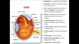 NERVOS CRANIANOS PARTE 2  NERVO ÓPTICO E MECANISMO DA VISÃO [upl. by Coniah]