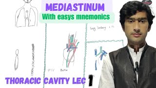 Mediastinum anatomy with mnemonics by Medexplora zawar yousafzai [upl. by Gargan813]