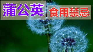 蒲公英的功效和作用？蒲公英食用禁忌？ [upl. by Elyr]