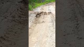 yellow throated marten vs young leopard cat somehwere in india [upl. by Ynotna]