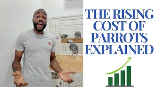 WHY Parrot Prices Are SKYROCKETING  Is This The END [upl. by Aisile]