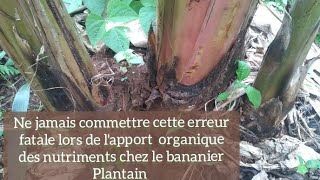 Ne jamais commettre cette erreur fatale lors de la fertilisation organique chez la banane Plantain [upl. by Gnah963]