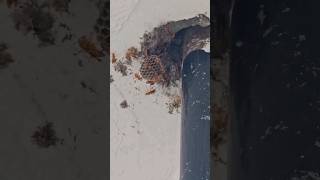 Found a Hornets Nest hornet bee explore Nest shorts [upl. by Lai]