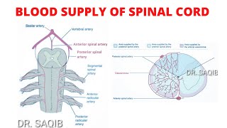 Blood Supply of Spinal Cord [upl. by Pippas]