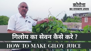 Giloy  गिलोय का सेवन कैसे करे   How to Make Giloy Juice  गिलोय काढ़ा कैसे बनाएं  Giloy ka kadha [upl. by Cerelly]