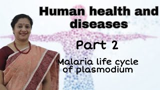 NEET CLASS12 HUMAN HEALTH AND DISEASES PART2 MALARIA LIFE CYCLE OF PLASMODIUM [upl. by Leamiba]