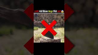 हथोड़े जेसे सर का केचुए जिसे देखते ही मार दो  youtube shorts thefacts [upl. by Cira]