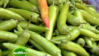 Success story on organic poly house cultivation of chilly vegetable by Smt Sreelatha597 [upl. by Arraet]