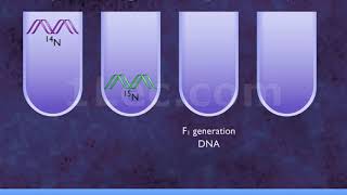 Meselson and Stahl experiment [upl. by Surbeck]