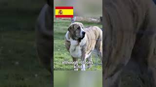 SPANISH MASTIFFshorts spain animals american lion motivation [upl. by Manara]