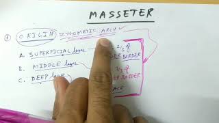 Muscle of mastication  Masseter  TCML [upl. by Ennayelsel]