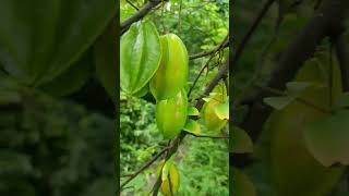 kamranga  Carambola  our hobby fruit garden  flower village fruit garden plant nature [upl. by Colbert]