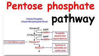 Pentose phosphate pathway [upl. by Letsou]